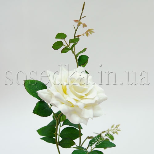 Роза белая Голландия Роза белая Голландия