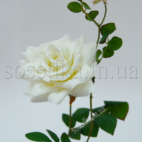 Роза Голландия белая Роза Голландия белая