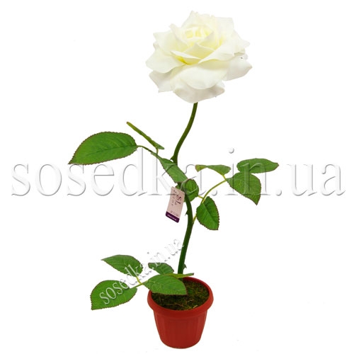 Роза в горшочке Роза горшочке