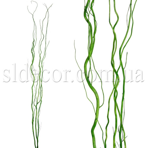Ива salix Ива salix