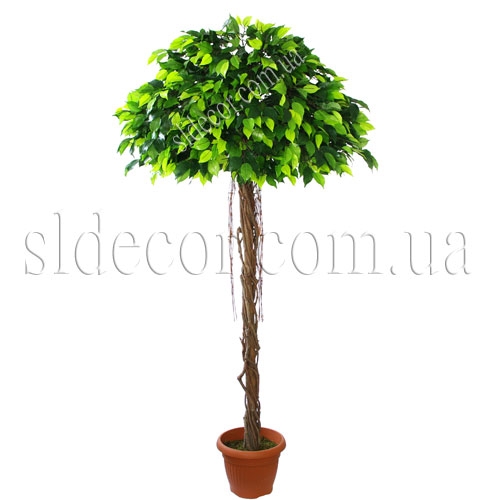 искусственное дерево фикус 